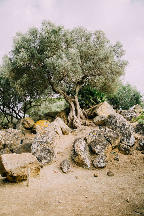 Rocks and olives image